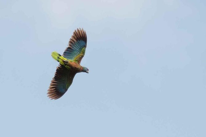 Bird Watching Tour in St Lucia - Why a morning in St. Lucia’s forests is worth your time