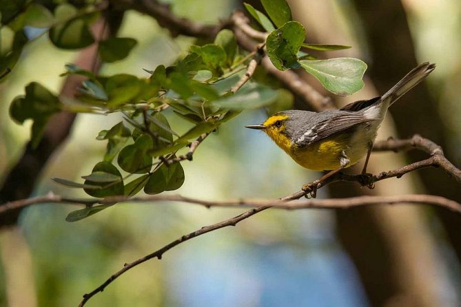 Bird Watching Tour in St Lucia - Choosing among Praslin, Dennery, and rainforest trails