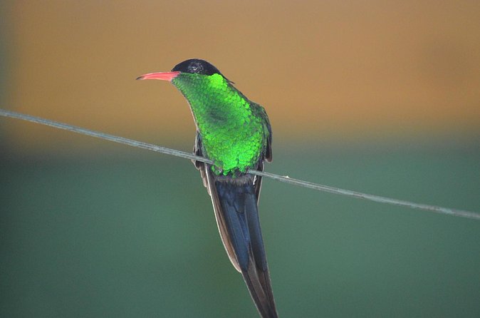 Bird Watching Tour in St Lucia - What to bring, and what not to expect