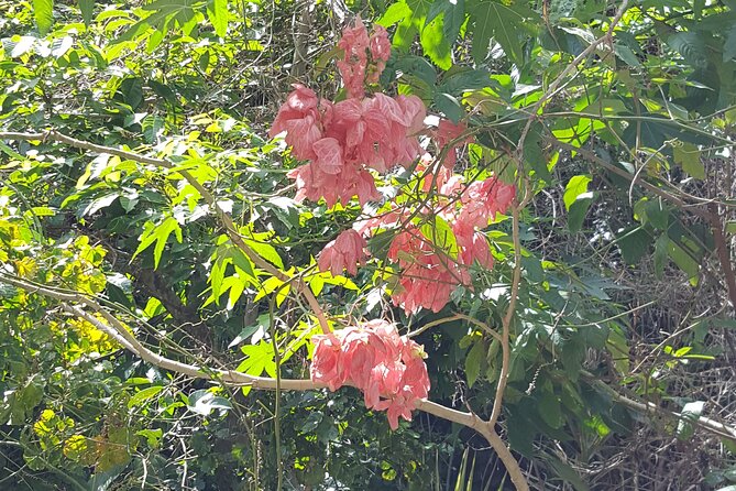 Bird Watching Tour in St Lucia - Is the $115 price fair?