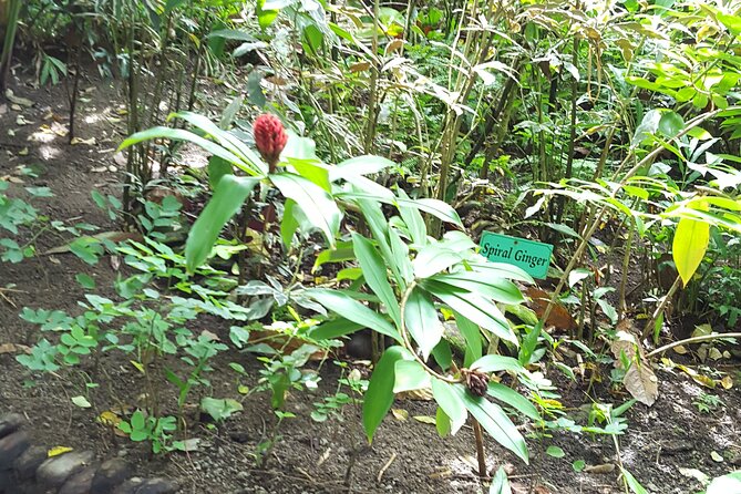 Bird Watching Tour in St Lucia - Who will enjoy this outing most