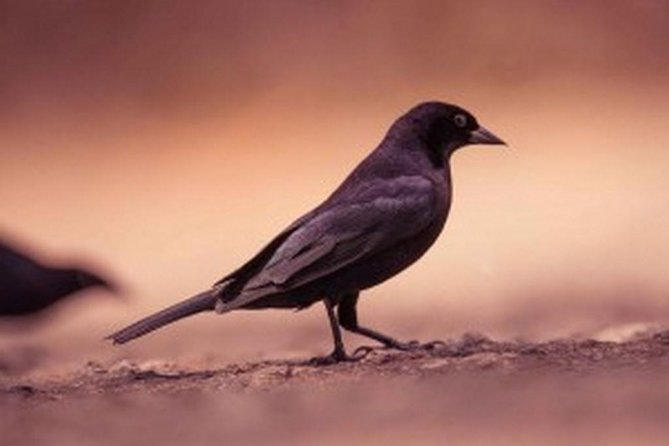 Bird Watching Tour in St Lucia - What you might see on the three-hour walk