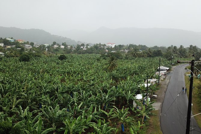 Cruise Excursions in St. Lucia - Diamond Falls Botanical Gardens in 45 minutes
