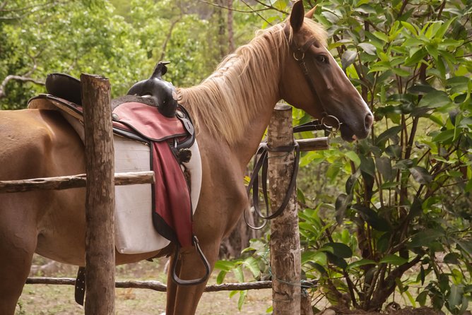 East Coast Horseback Riding & Waterfall Excursion - Pickup, group size, and timing
