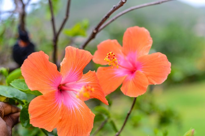 Essence of St Lucia Heritage Experience - Who will enjoy this St Lucia heritage visit