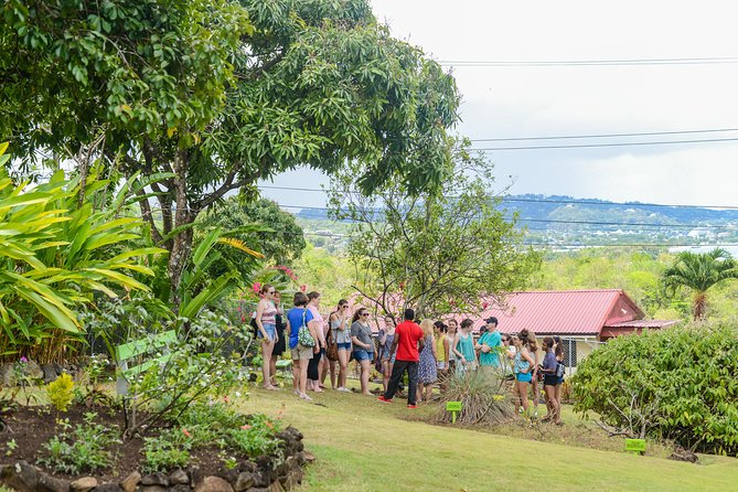 Essence of St Lucia Heritage Experience - The medicinal garden puts tradition to practical use
