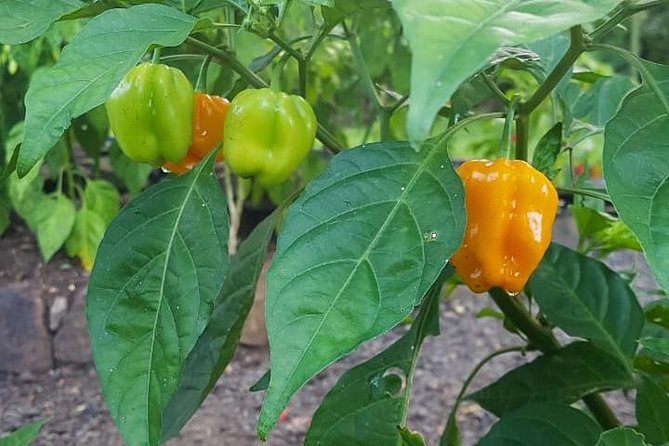 Flavors of St Lucia Culinary Experience - What the $130 price really covers