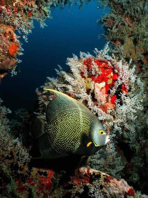 From Castries: St. Lucia Scuba Diving Excursion - Key points to know before you book