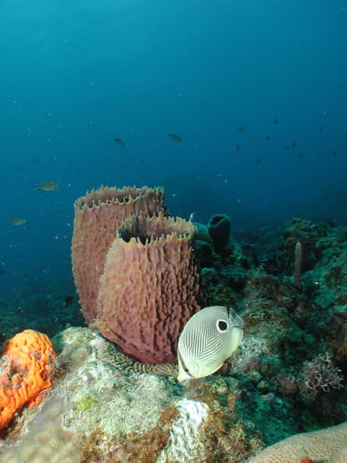 From Castries: St. Lucia Scuba Diving Excursion - Anse Cochon: the wreck choice