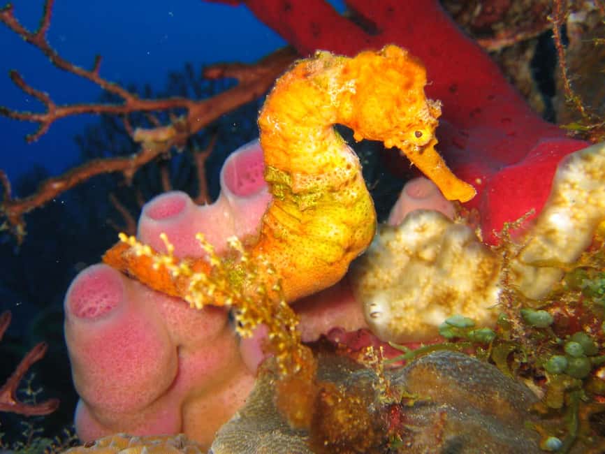 From Castries: St. Lucia Scuba Diving Excursion - What the $116 price really covers