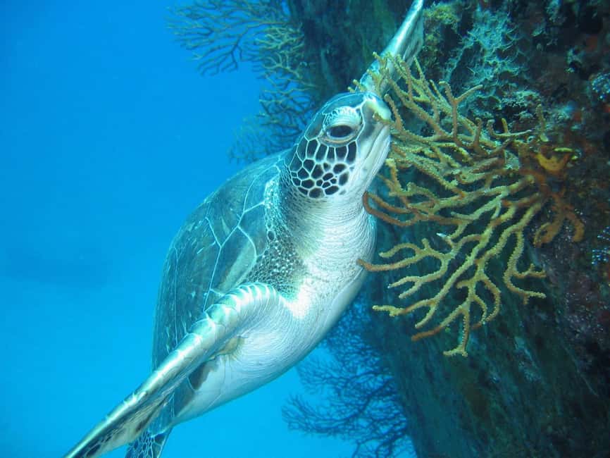 From Castries: St. Lucia Scuba Diving Excursion - Marine reserve rules and personal freedom