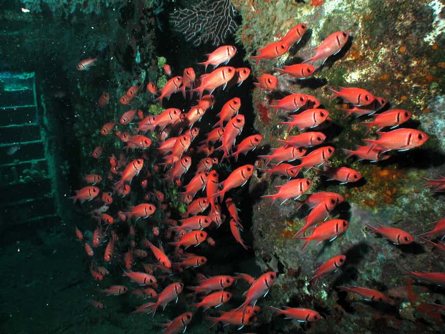 From Castries: St. Lucia Scuba Diving Excursion - Who will enjoy this excursion most