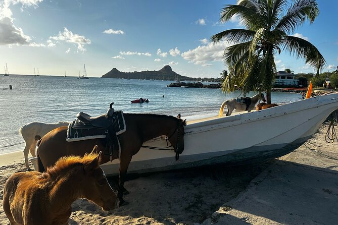 Gros Islet Village Horseback Riding run with Dore's riding Stable - Riding back to Cap Estate