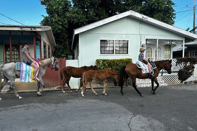 Gros Islet Village Horseback Riding run with Dore's riding Stable - Is $120 a fair price?