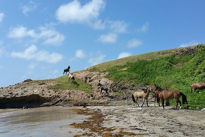 Horseback Riding Adventure Tour in St. Lucia - Your first minutes with the horse