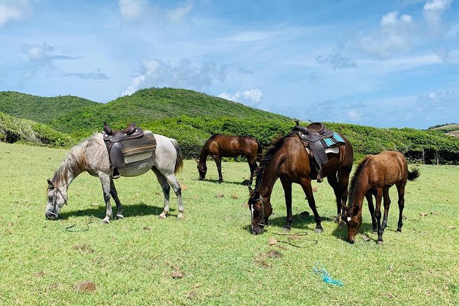 Private Beach Horseback Ride with Sandy Hoofs St. Lucia - Why the private format is worth the price
