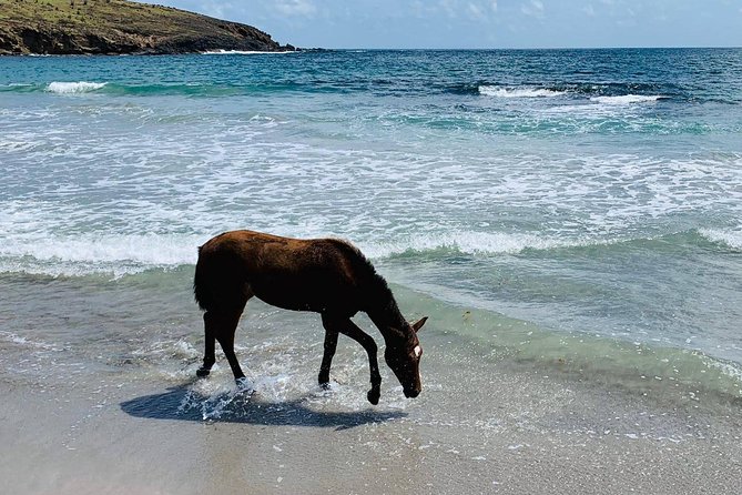 Private Beach Horseback Ride with Sandy Hoofs St. Lucia - Weather, clothing, and useful preparation