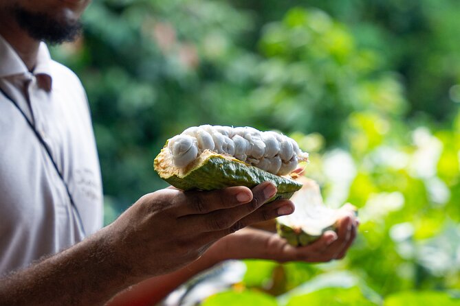 Project Chocolat Tree to Bar Tour at Hotel Chocolat Saint Lucia - Key points before you book