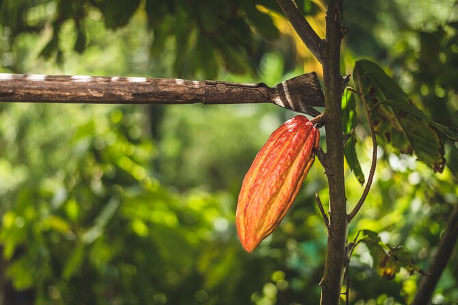 Project Chocolat Tree to Bar Tour at Hotel Chocolat Saint Lucia - Cacao drinks, lunch, and the final sweet course