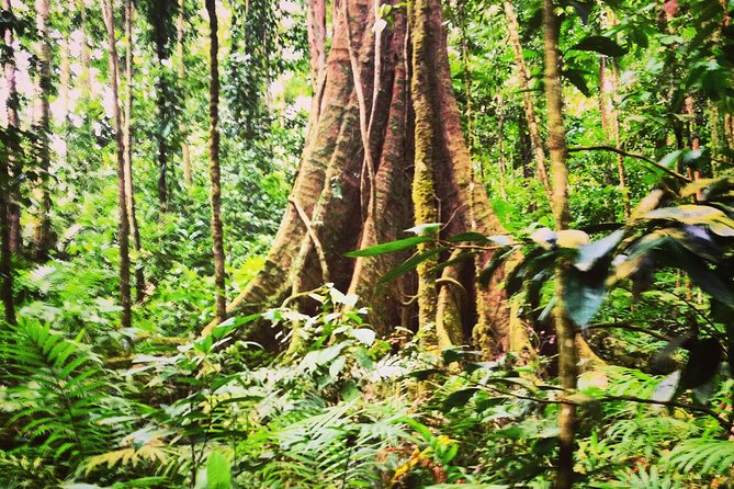 Rain forest and Bird watching - A rainforest morning with more than bird calls