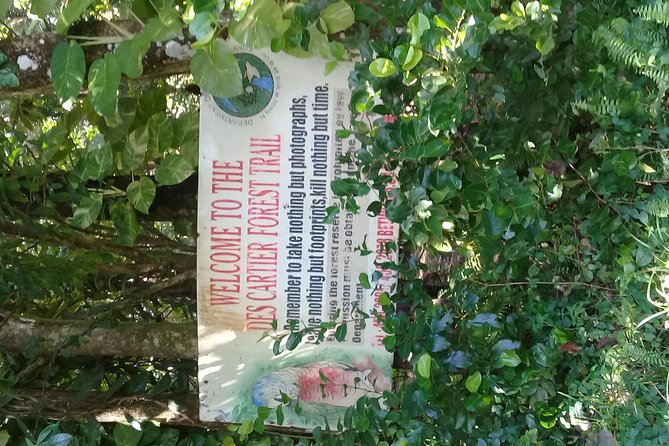 Rain forest and Bird watching - Looking for the St. Lucia parrot