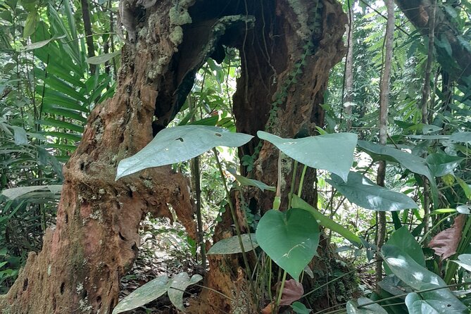 Rain forest and Bird watching - The value of the $65 price