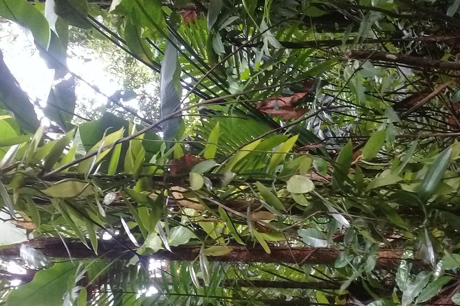 Rain forest and Bird watching - Walking through St. Lucia’s primary rainforest