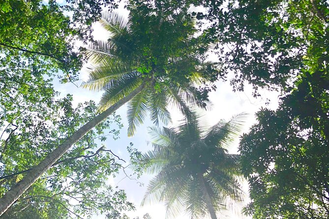 Rainforest Hike and Waterfall Safari - Is $66.67 a fair price?
