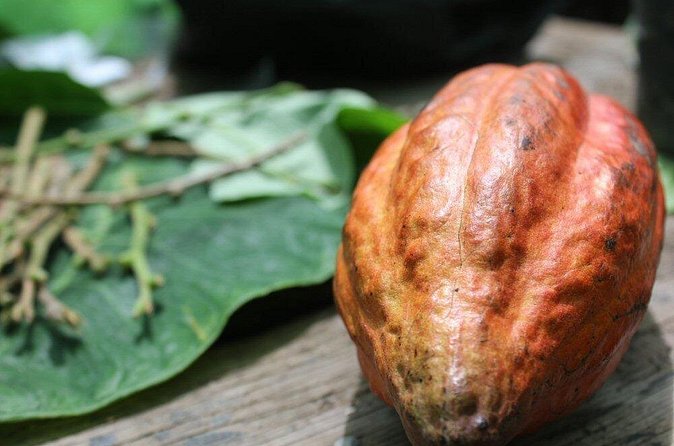 Rum & Chocolate Tasting Tour : Journey into Flavor - How much time and energy you need