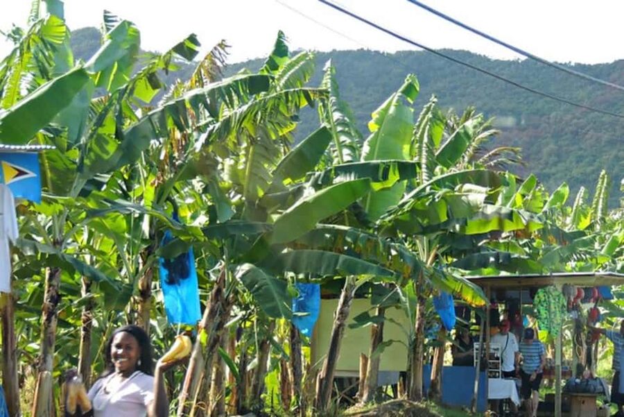 Saint Lucia Island Tour All Inclusive With Lunch - The Pitons provide the day’s signature view