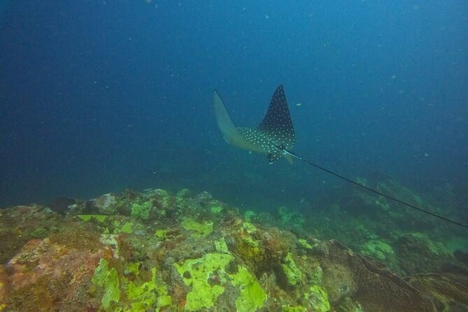 Snorkeling at Pigeon Island - Is $70 a fair price?