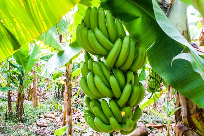 Soufriere Island Delight - Price, group size, and what the $80 covers