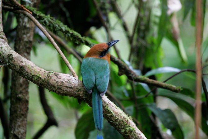 St. Lucia Aerial Tram Tour at Rainforest Adventures - Wildlife spotting: keep expectations sensible