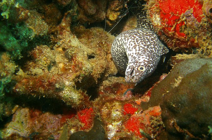 St Lucia Certified Scuba Diving Tour - From hotel pickup to Marigot Bay check-in
