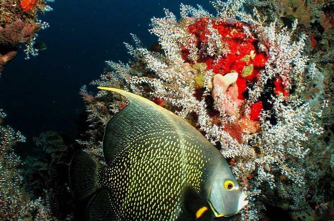 St Lucia Certified Scuba Diving Tour - Lunch and the second session