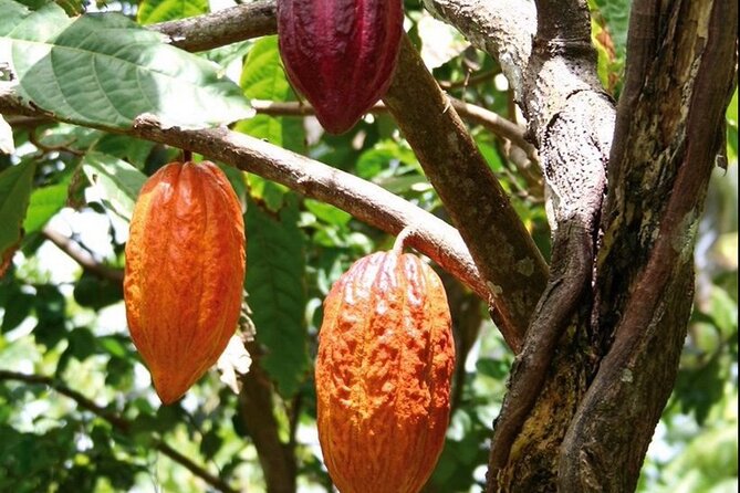 St Lucia Chocolate Making Marigot Bay & Souvenir Shopping - Cacoa Sainte-Lucie and the 45-minute workshop
