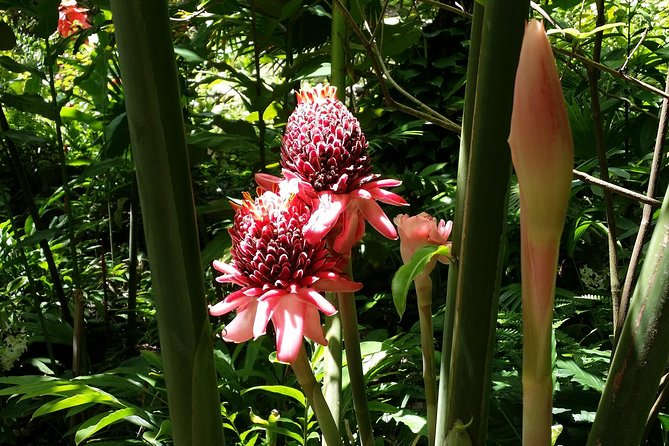 St Lucia Diamond Mineral and Mud Baths Plus Waterfall Adventure - What your guide adds