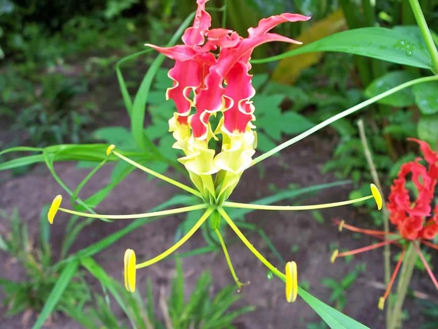 St. Lucia: Drive-in Volcano, Waterfall and Garden Day Trip - Lunch adds a needed pause