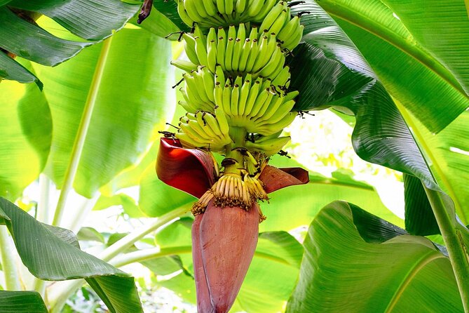 St. Lucia Island Short Tour - A short route for seeing St. Lucia beyond Castries