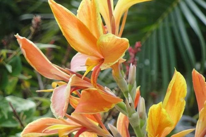 St Lucia Northern Island Tour - Garden paths and a small forest lesson