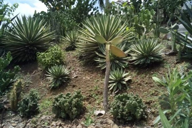 St Lucia Northern Island Tour - Who will appreciate this tour most