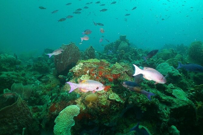 St Lucia Snorkeling Tour with Lunch - Crew, guides, and the human side of the trip