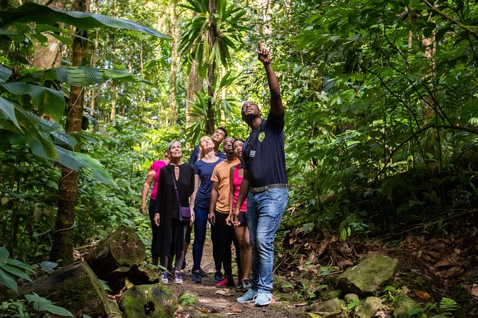 St Lucia Ultimate 3: Aerial Tram, Zipline and Hiking at Rainforest Adventures - Eight continuous zip lines among the trees