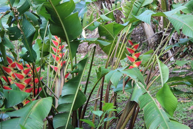 The Best of Saint Lucia Tour - The vehicle ride and road conditions