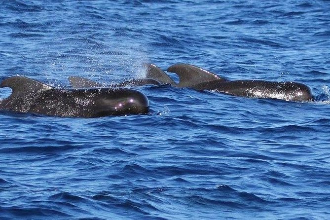 Whale and Dolphin Watching Cruise in St Lucia - Leaving Vigie Marina at 8:00 am
