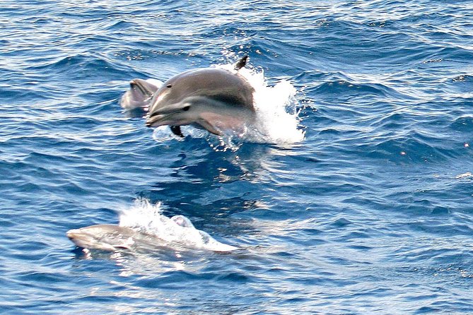 Whale and Dolphin Watching Cruise in St Lucia - Why the early start matters