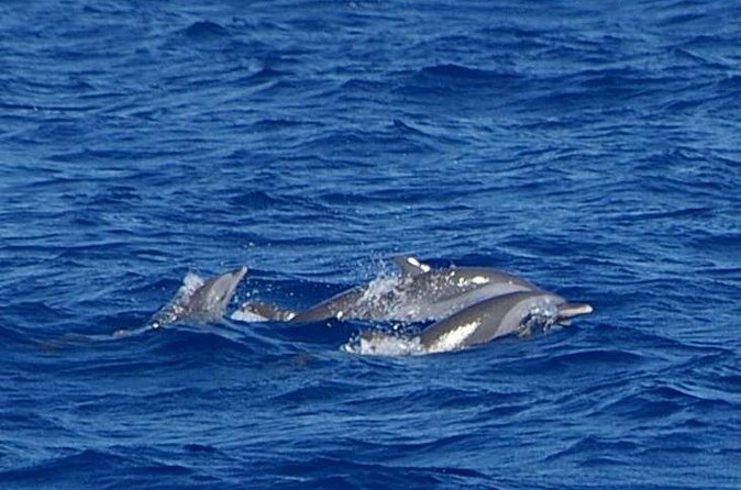 Whale and Dolphin Watching Cruise in St Lucia - Dolphins, whales, and flying fish