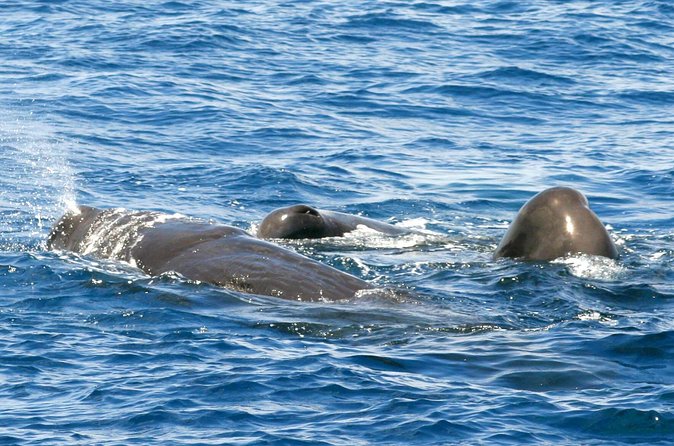 Whale and Dolphin Watching Cruise in St Lucia - Drinks, shade, and comfort on board
