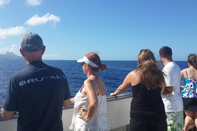 Whale Watching and Dolphin Spotting Cruise - What You Might See Beyond the Dolphins