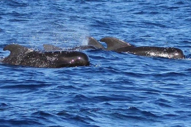 Whale Watching and Dolphin Spotting Cruise - Comfort, Shade, and What to Pack